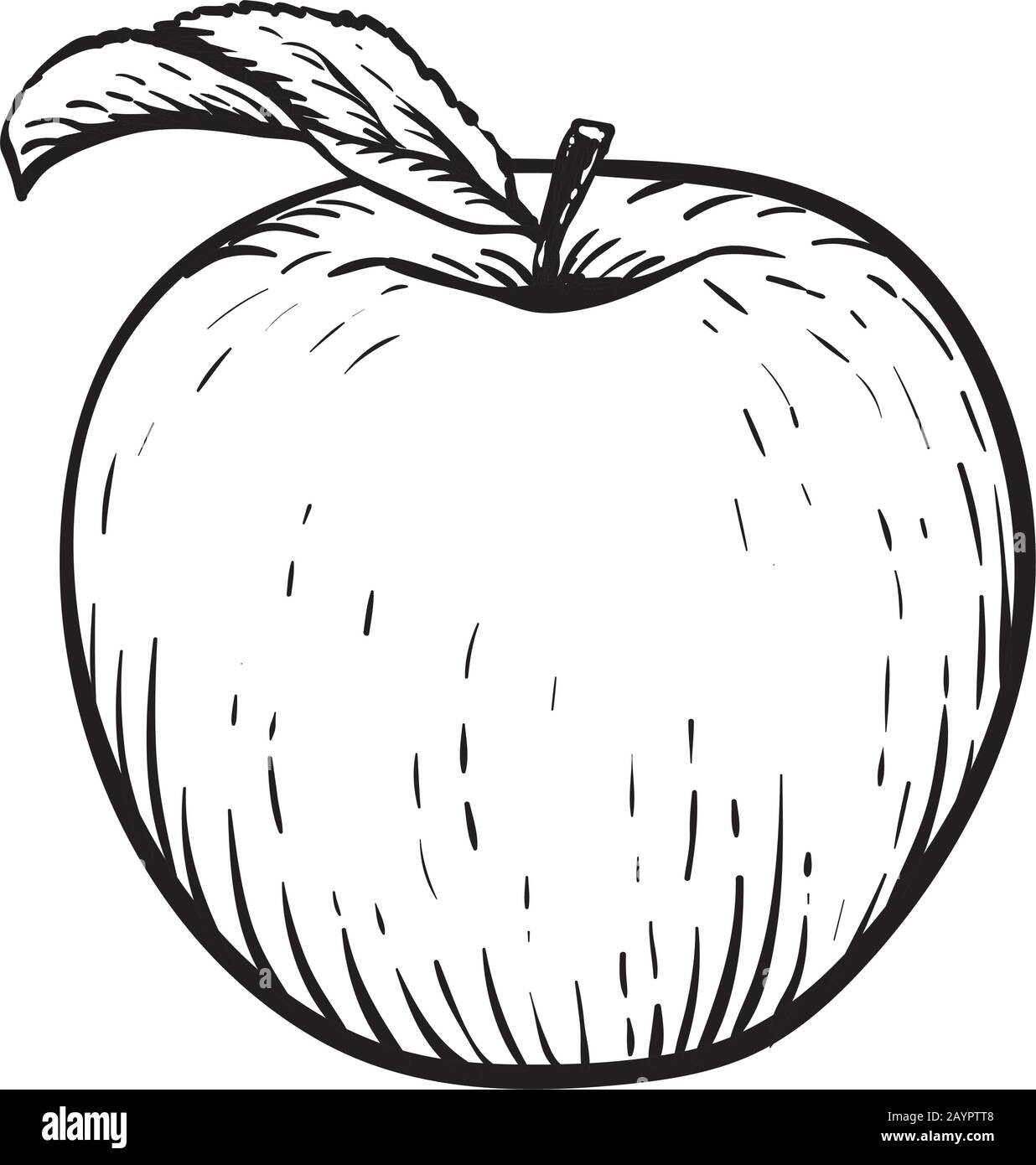 Pomme Dessin Realiste Noir Et Blanc Pomme avec feuille. Vintage. Dessin réaliste à la main. Illustration  vectorielle de style gravure Image Vectorielle Stock - Alamy