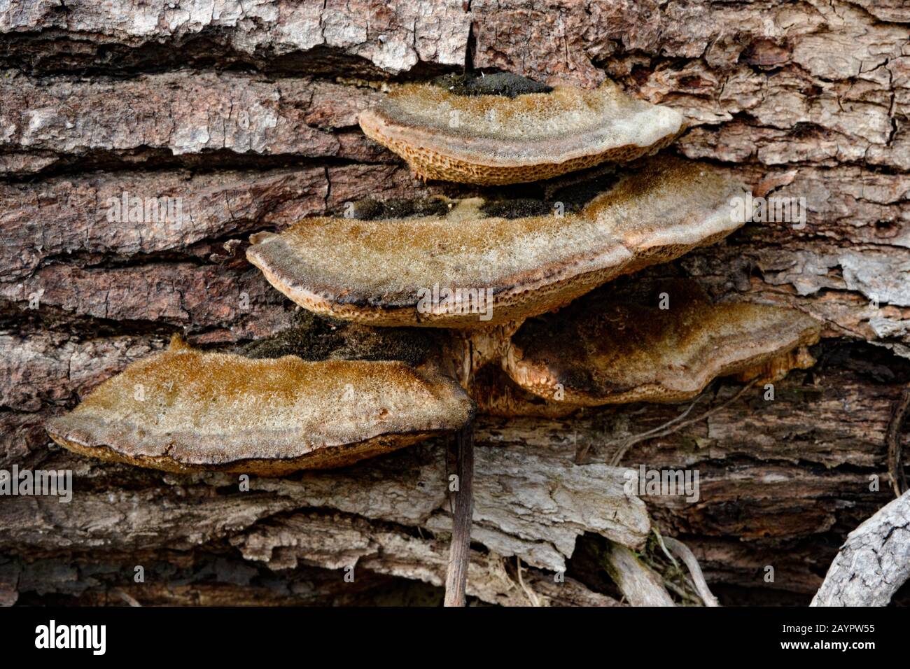 Tramete de TROG. Le corps fruité d'un champignon de la pourriture blanche, Trametes trogii, qui pousse sur le tronc d'un arbre noir mort en bois de coton. Banque D'Images