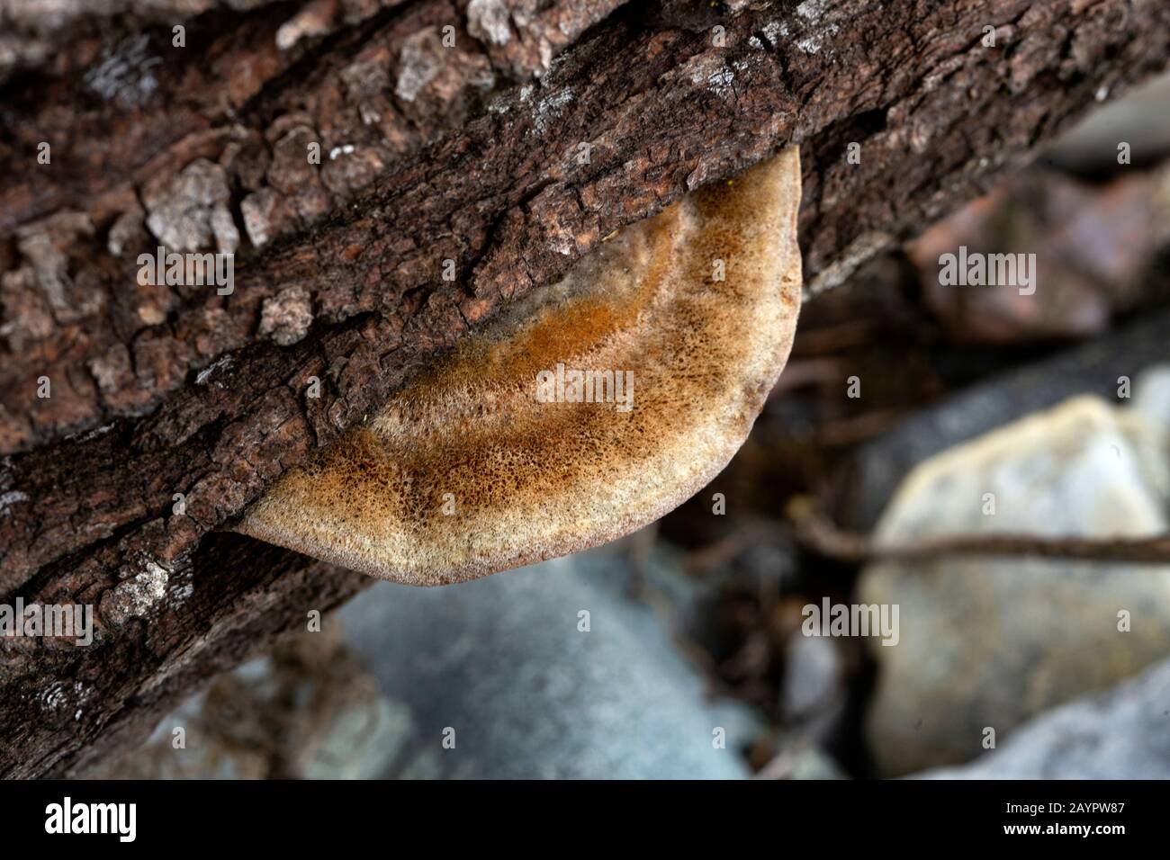 Tramete de TROG. Le corps fruité d'un champignon de la pourriture blanche, Trametes trogii, qui pousse sur le tronc d'un arbre noir mort en bois de coton. Banque D'Images