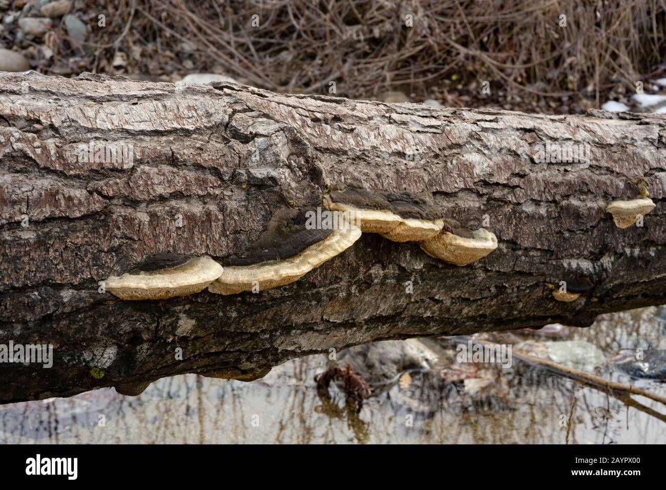 Tramete de TROG. Le corps fruité d'un champignon de la pourriture blanche, Trametes trogii, qui pousse sur le tronc d'un arbre noir mort en bois de coton. Banque D'Images