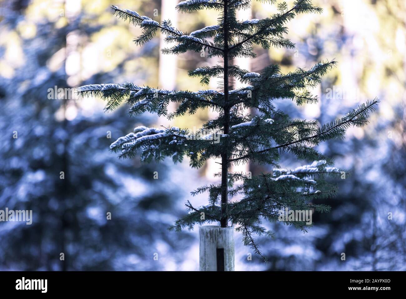 un nouvel arbre avec protetion en hiver Banque D'Images