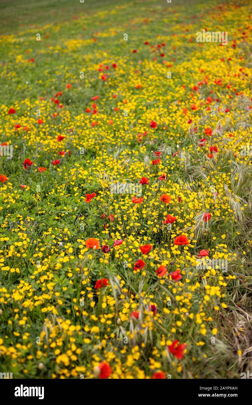 Pré de fleur de printemps avec fleurs de pavot et de jaune Banque D'Images