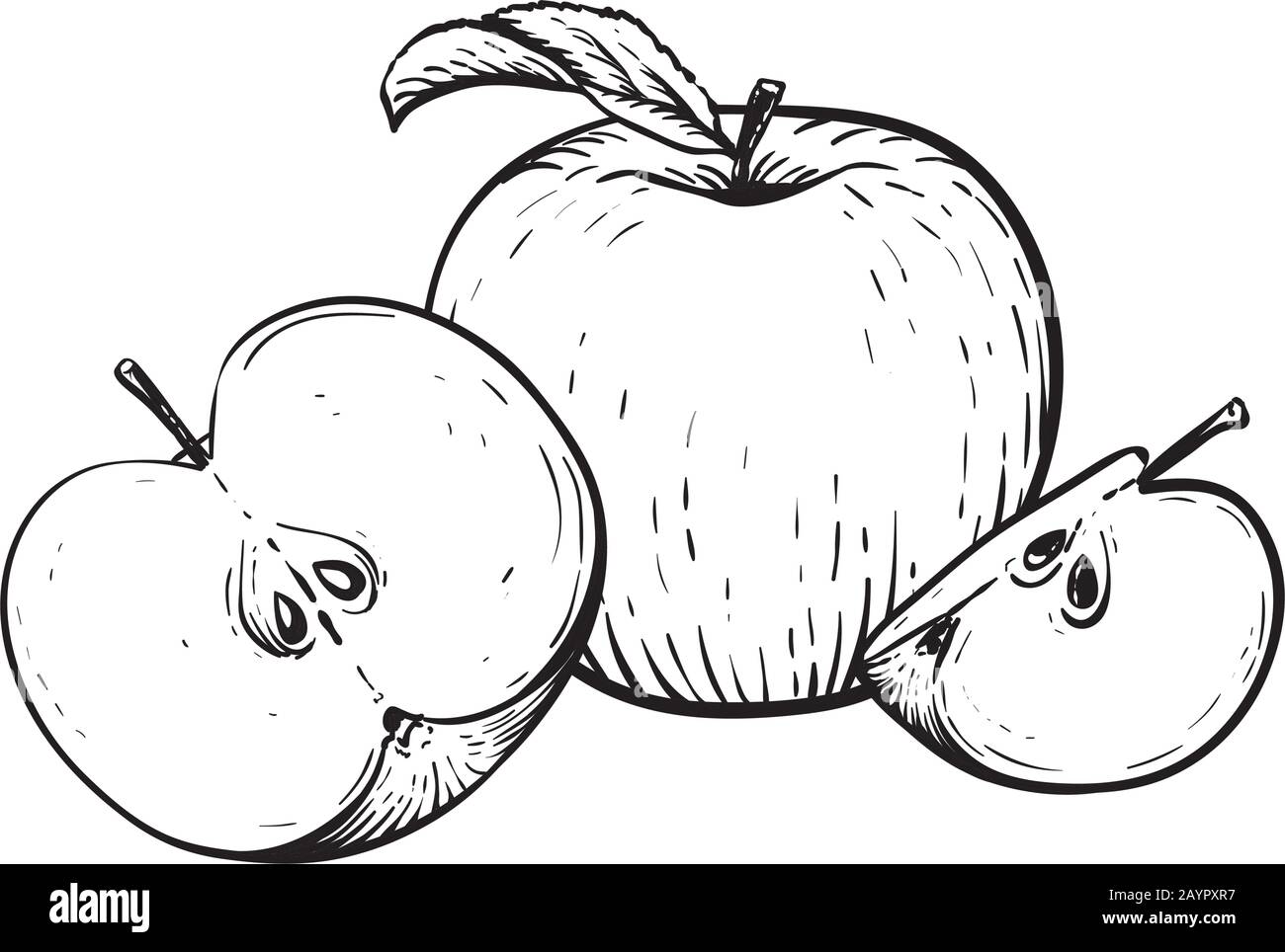 Pomme Dessin Realiste Noir Et Blanc Illustration vectorielle gravée d'une pomme avec moitié de pomme et feuille  de pomme. Vintage. Dessin réaliste à la main Image Vectorielle Stock - Alamy