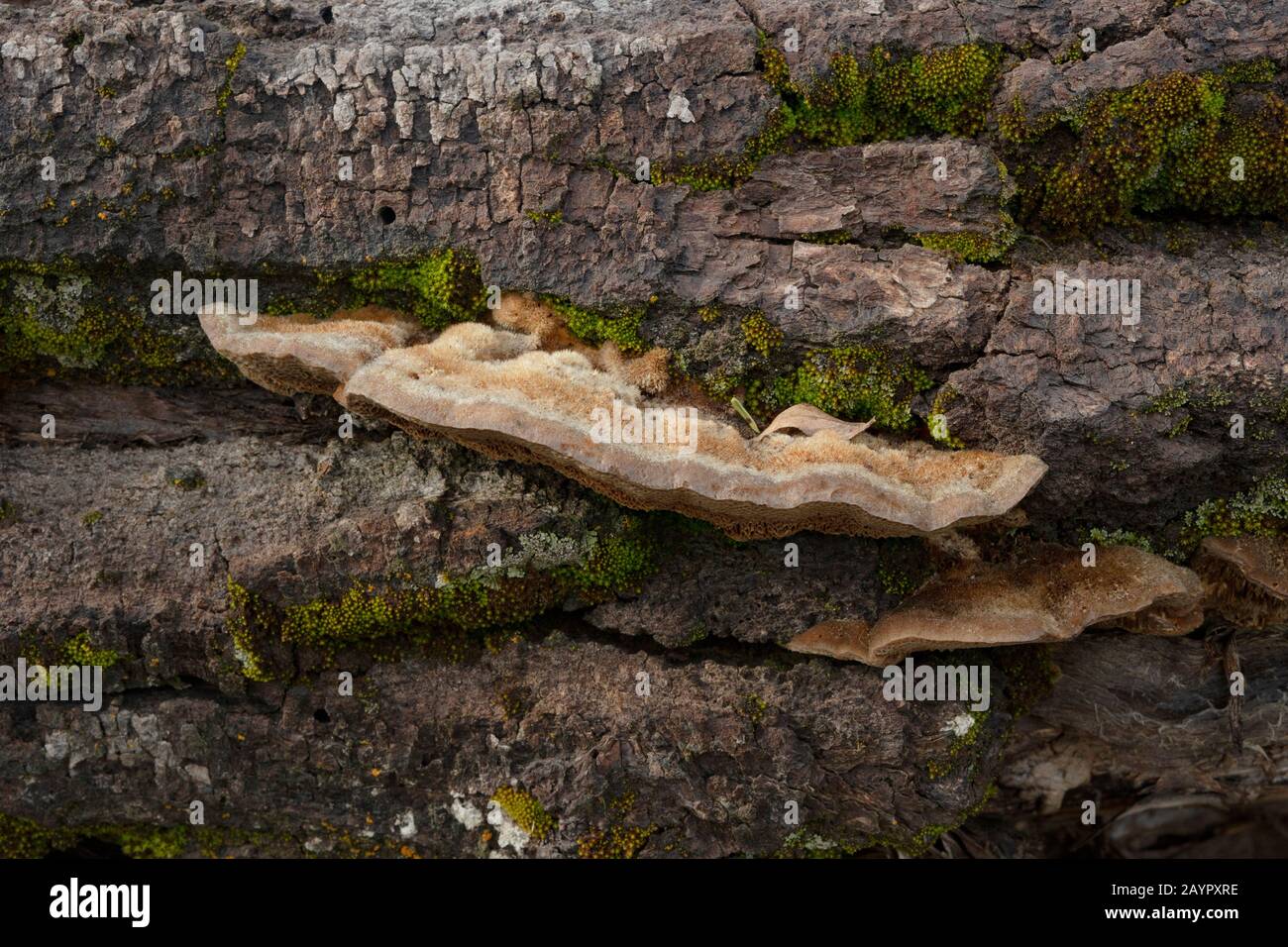Tramete de TROG. Le corps fruité d'un champignon de la pourriture blanche, Trametes trogii, qui pousse sur le tronc d'un arbre noir mort en bois de coton. Banque D'Images