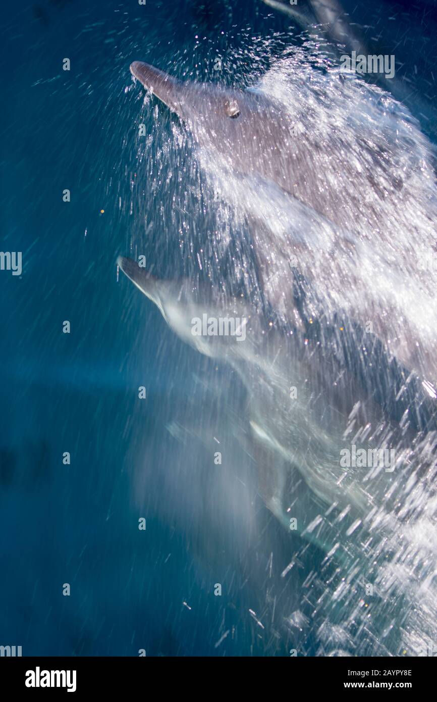Dauphins tachetés pantropicaux (Stenella atténuata) dans l'océan Pacifique au large de la côte du Panama. Banque D'Images
