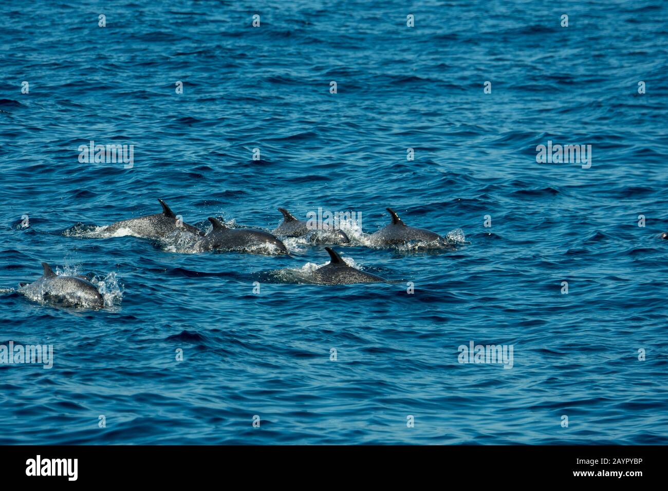 Un groupe de dauphins tachetés pantropicaux (Stenella atténuata) marsouins dans l'océan Pacifique au large de la côte du Panama. Banque D'Images