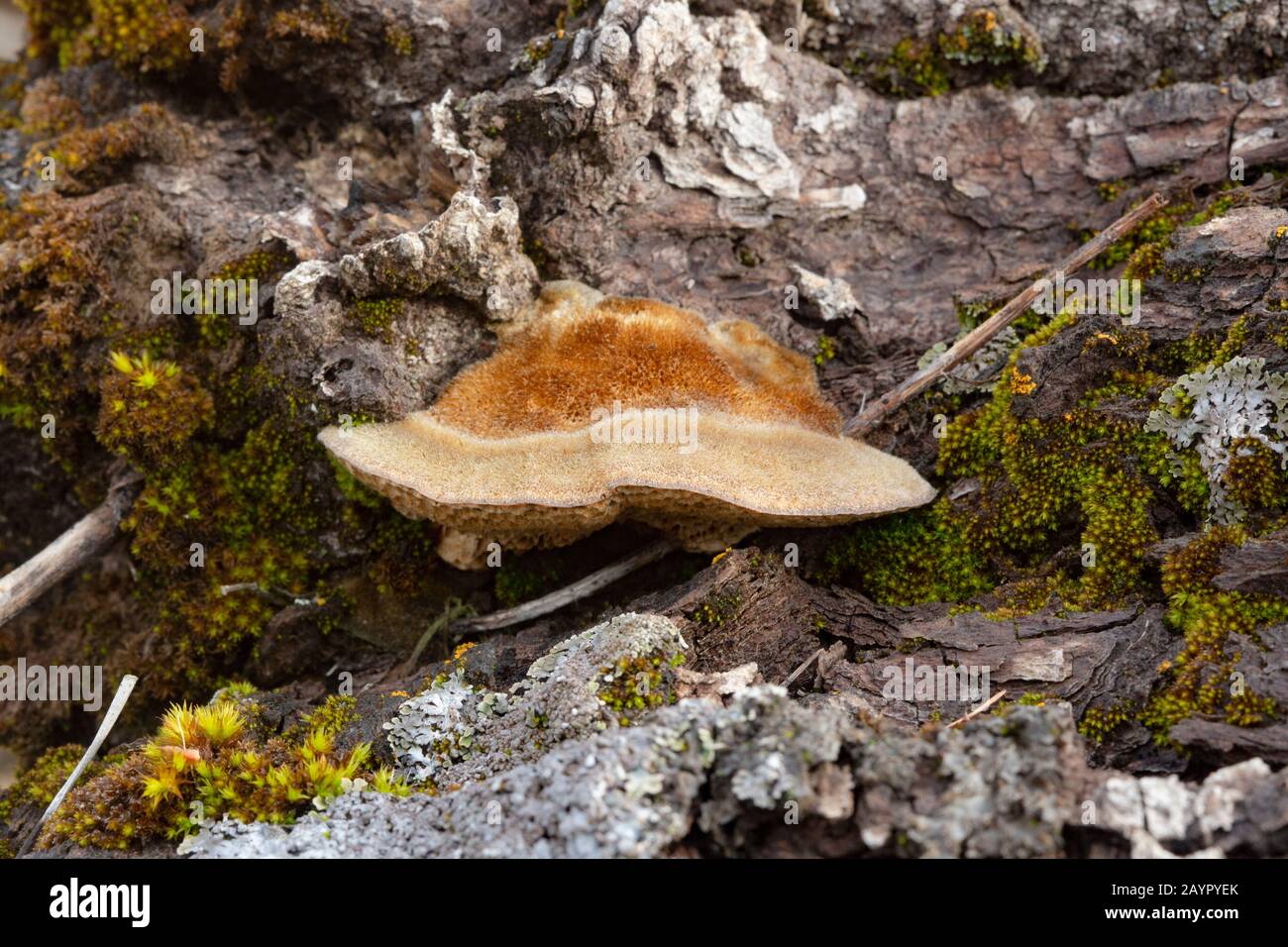 Tramete de TROG. Le corps fruité d'un champignon de la pourriture blanche, Trametes trogiii, qui pousse sur le tronc d'un arbre noir mort en bois de coton Banque D'Images