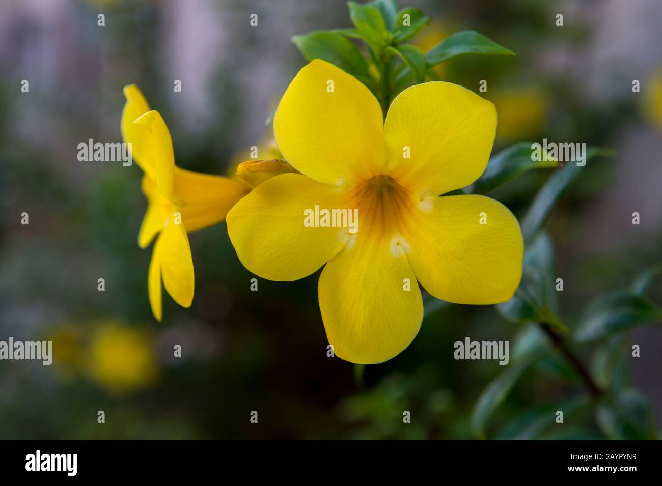 Fleurs jaunes d'Allamanda devant une maison sur l'île tropicale d'Isla Taboga au large de la côte de Panama City, Panama. Banque D'Images