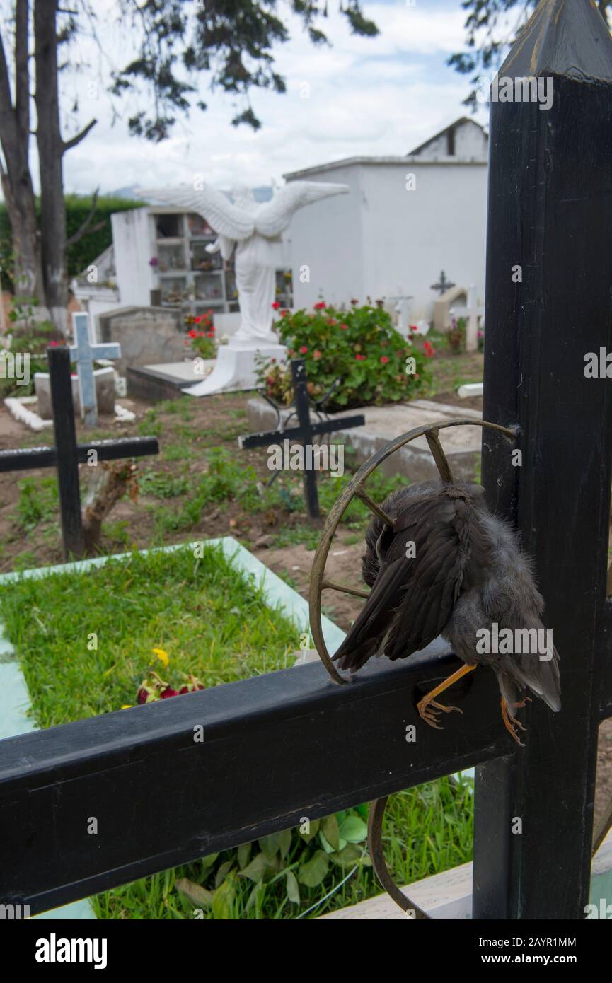 Un oiseau mort placé dans une croix d'une tombe au cimetière de Cayambe dans les hautes terres de l'Équateur près de Quito. Banque D'Images Un oiseau mort placé dans une croix d'une tombe au cimetière de Cayambe dans les hautes terres de l'Équateur près de Quito. Banque D'Images
