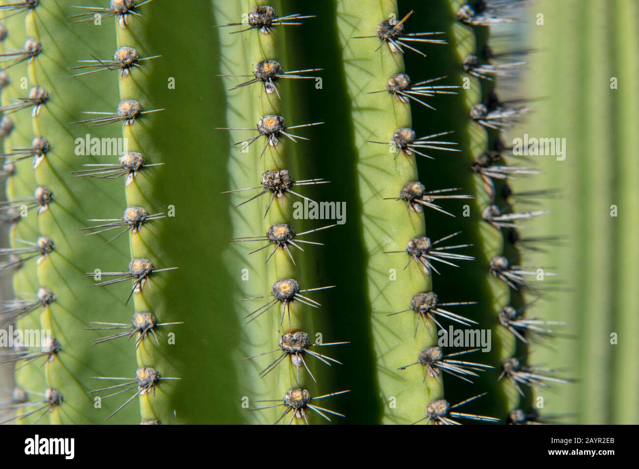 Gros plan d'un cactus de Candelabra sur l'île de San Cristobal (Isla San Cristobal) ou l'île de Chatham, les îles de Galapagos, Équateur. Banque D'Images