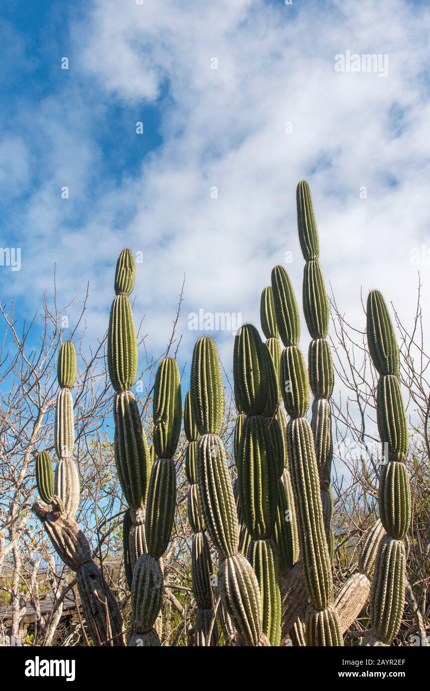 Candelabra Cactus Sur L'Île San Cristobal (Isla San Cristobal) Ou L'Île Chatham, Les Îles Galapagos, Équateur. Banque D'Images