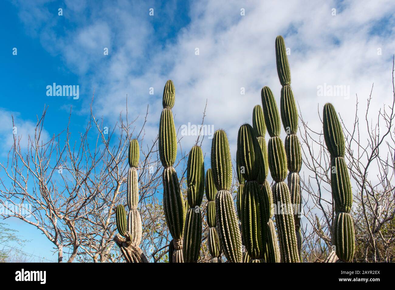 Candelabra Cactus Sur L'Île San Cristobal (Isla San Cristobal) Ou L'Île Chatham, Les Îles Galapagos, Équateur. Banque D'Images