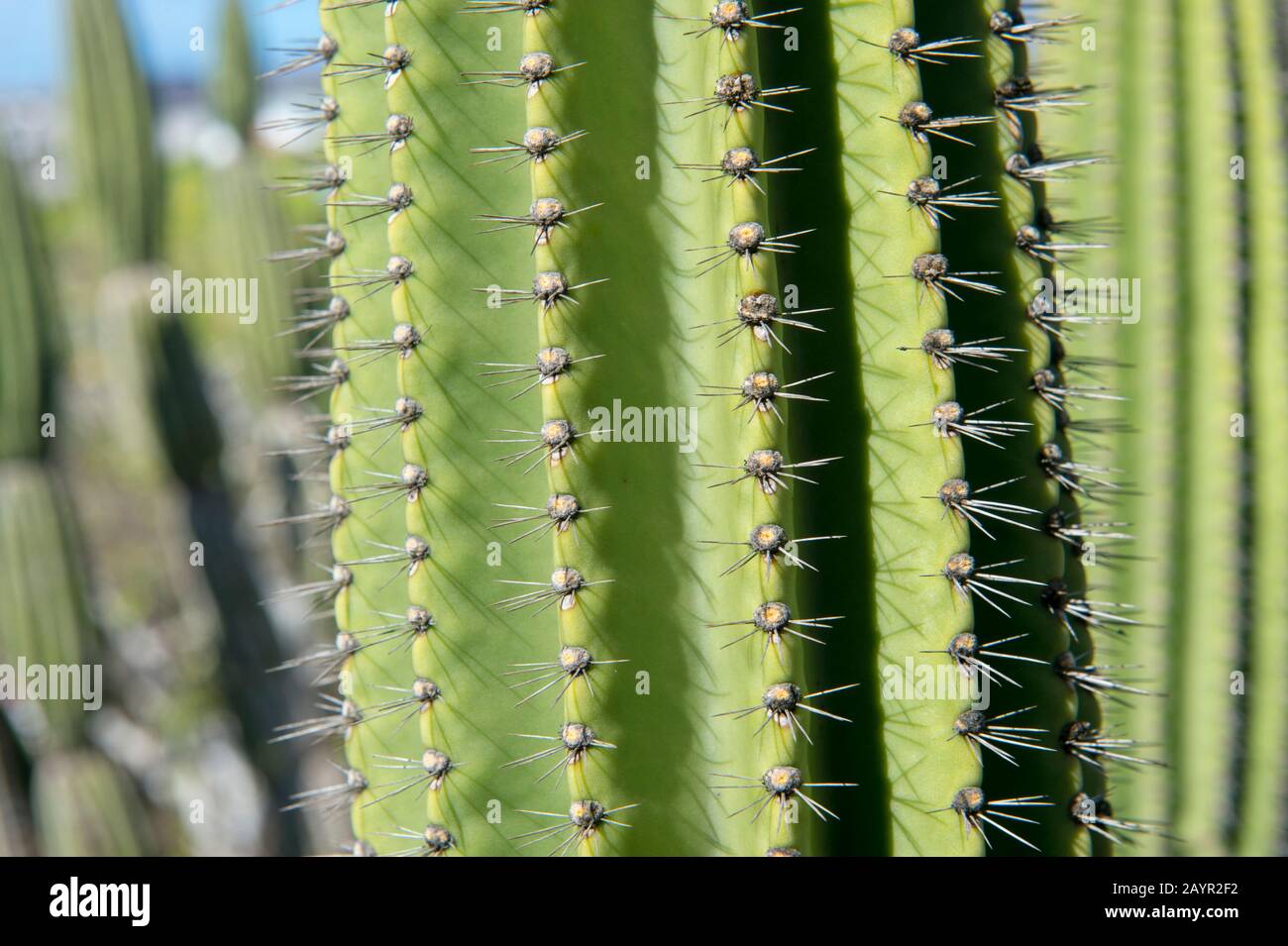 Gros plan d'un cactus de Candelabra sur l'île de San Cristobal (Isla San Cristobal) ou l'île de Chatham, les îles de Galapagos, Équateur. Banque D'Images
