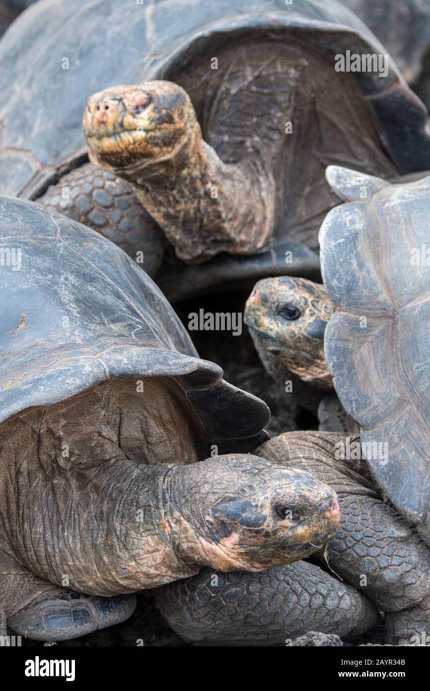 Tortues géantes à la station de recherche Charles Darwin à Puerto Ayora sur l'île Santa Cruz (Infatigable) dans les îles Galapagos, en Équateur. Banque D'Images