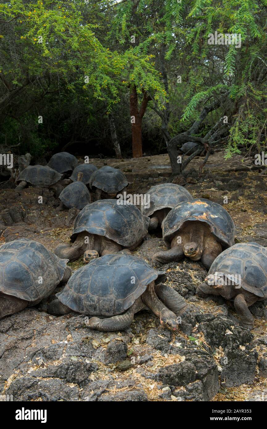 Tortues géantes à la station de recherche Charles Darwin à Puerto Ayora sur l'île Santa Cruz (Infatigable) dans les îles Galapagos, en Équateur. Banque D'Images