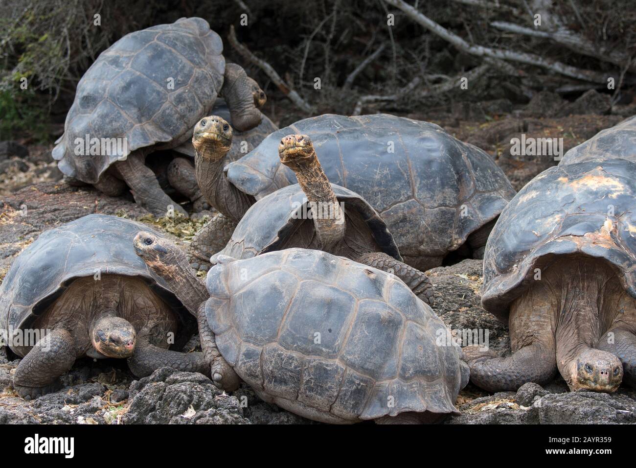 Tortues géantes à la station de recherche Charles Darwin à Puerto Ayora sur l'île Santa Cruz (Infatigable) dans les îles Galapagos, en Équateur. Banque D'Images