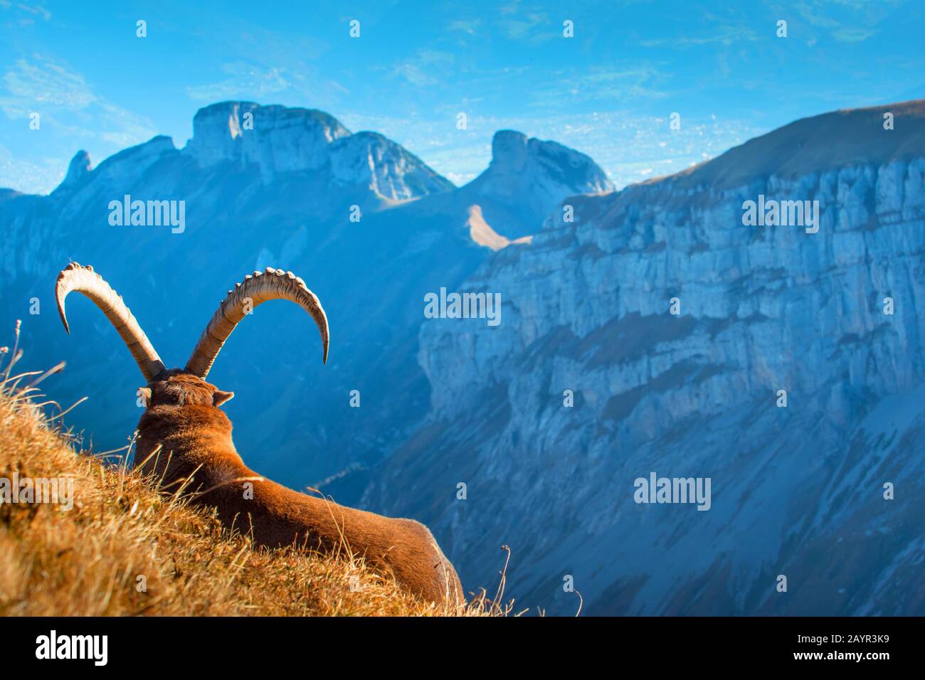 Alpine ibex (Capra ibex, Capra ibex ibex), bains de soleil en automne, Suisse, Alpstein, Altmann Banque D'Images