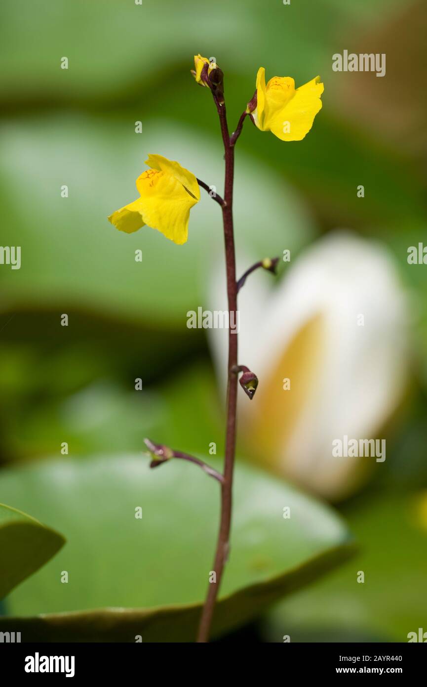 Utriculaire utriculaire commune, une plus grande (Utricularia vulgaris), la floraison, Allemagne Banque D'Images