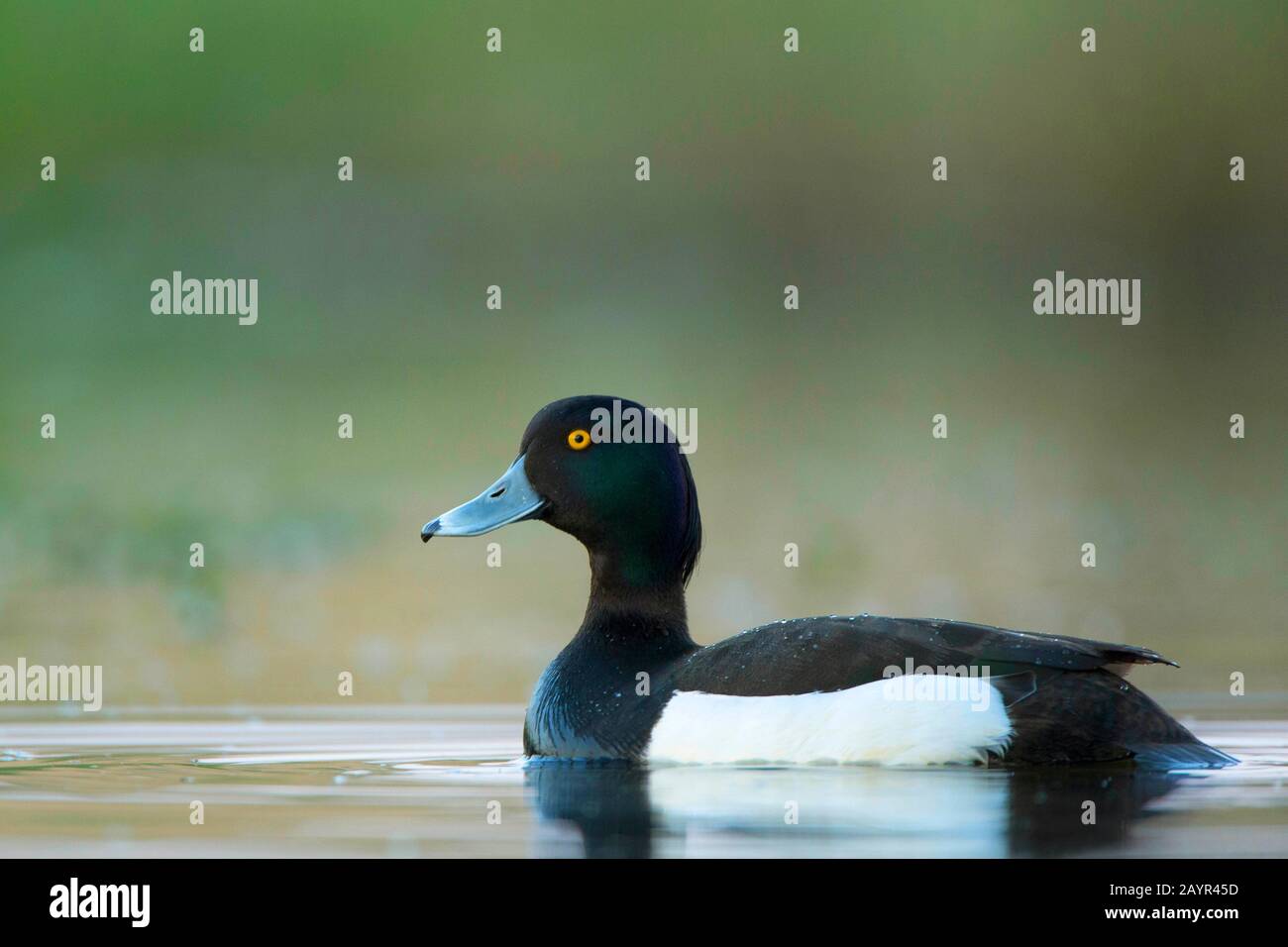 Canard touffé (Aythya fuligula), drake nageant sur l'eau, vue latérale, Belgique, Flandre Orientale Banque D'Images