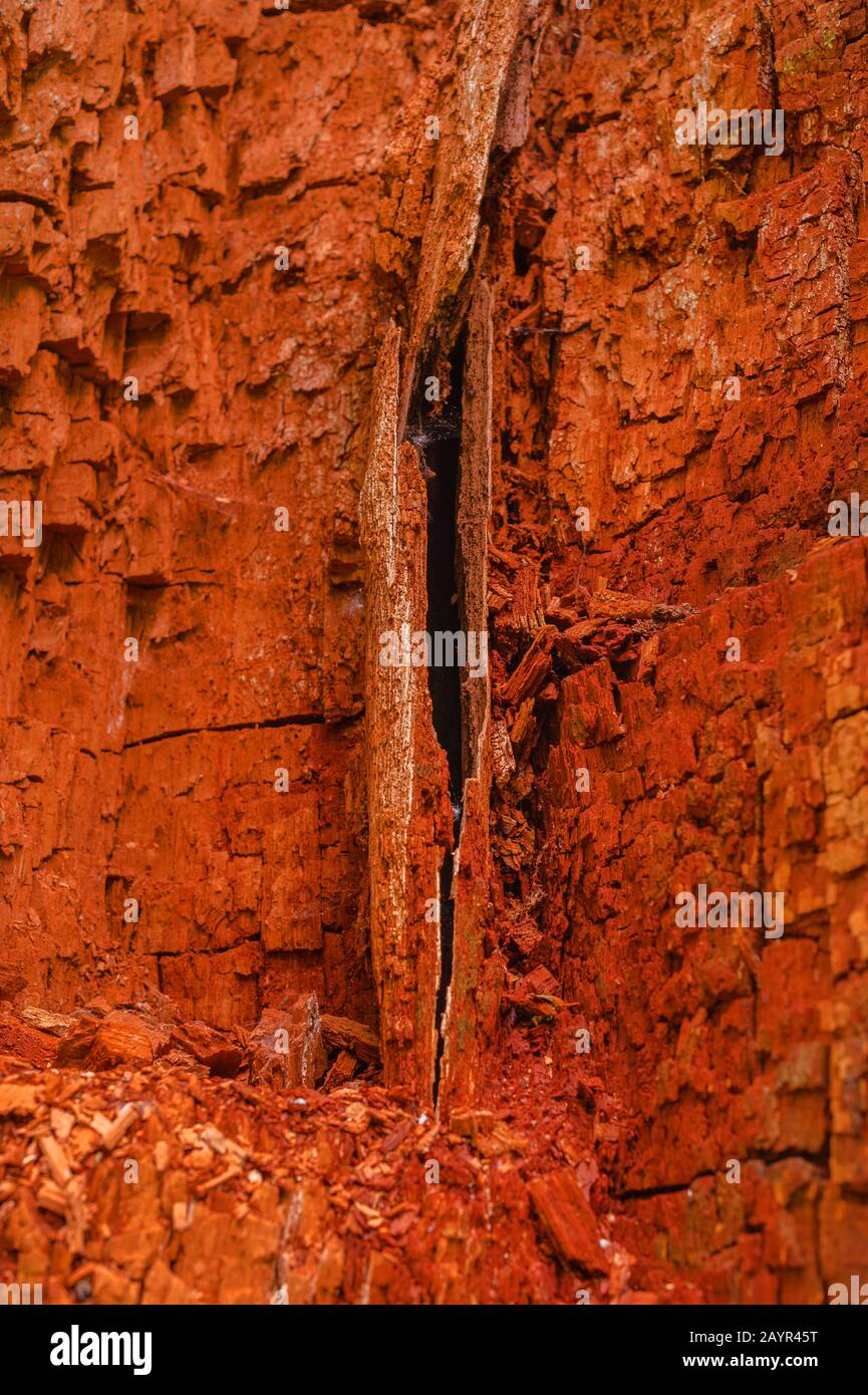 Chêne commun, chêne pedunculate, chêne anglais (Quercus robur. Quercus pedunculata), bois pourri et décoloré d'un vieux chêne, Allemagne, Schleswig-Holstein Banque D'Images