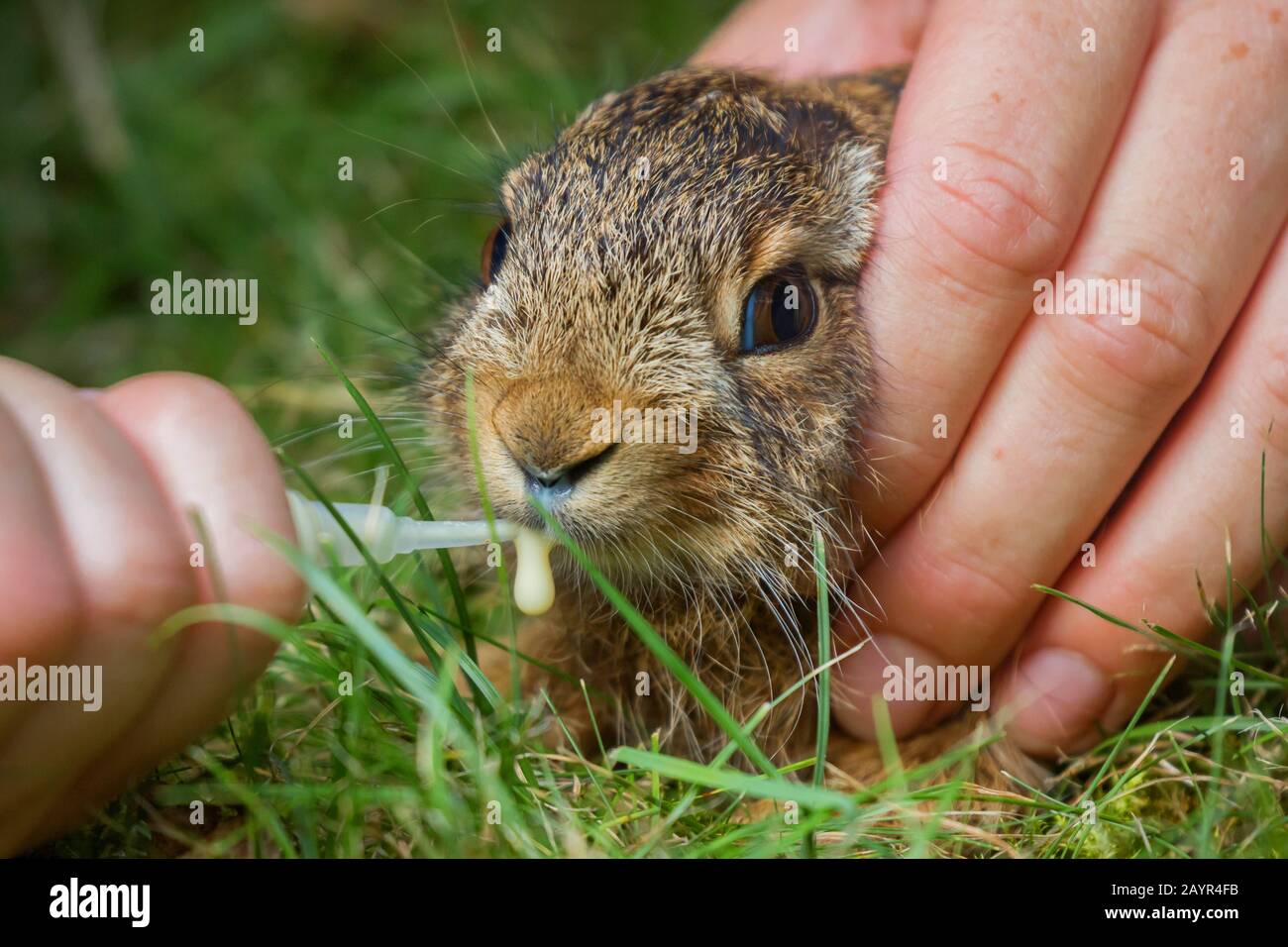 Lièvre européen, lièvre brun (Lepus europaeus), le petit lièvre est nourri de lait à partir d'une pipette, Allemagne, Bavière, Niederbayern, Basse-Bavière Banque D'Images