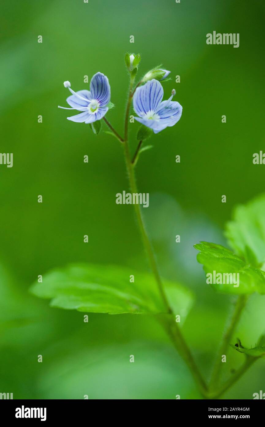 Bois speedwell (Veronica montana), floraison, Allemagne Banque D'Images