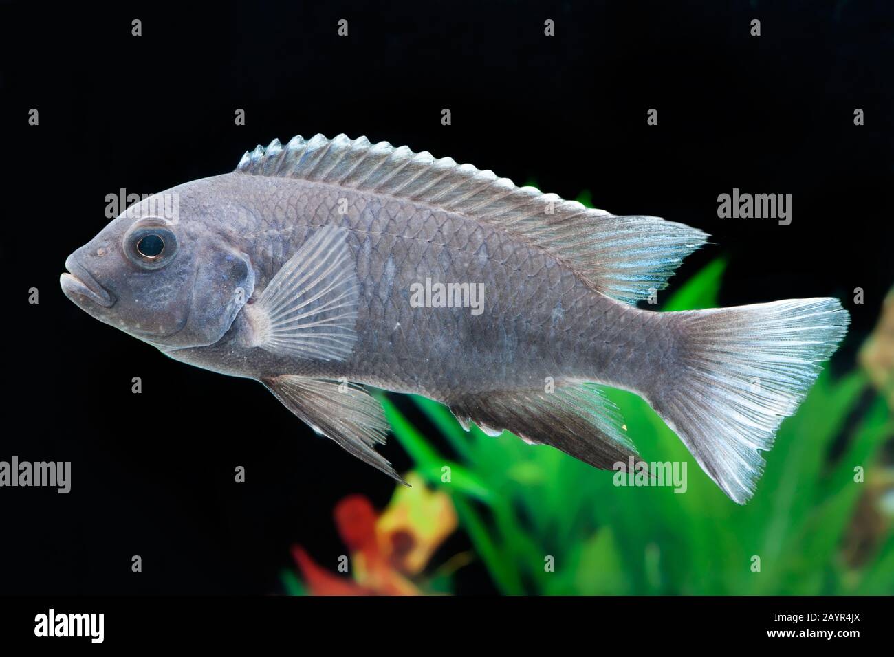 Malawi Cichlid (Pseudotropheus acei), baignade Banque D'Images