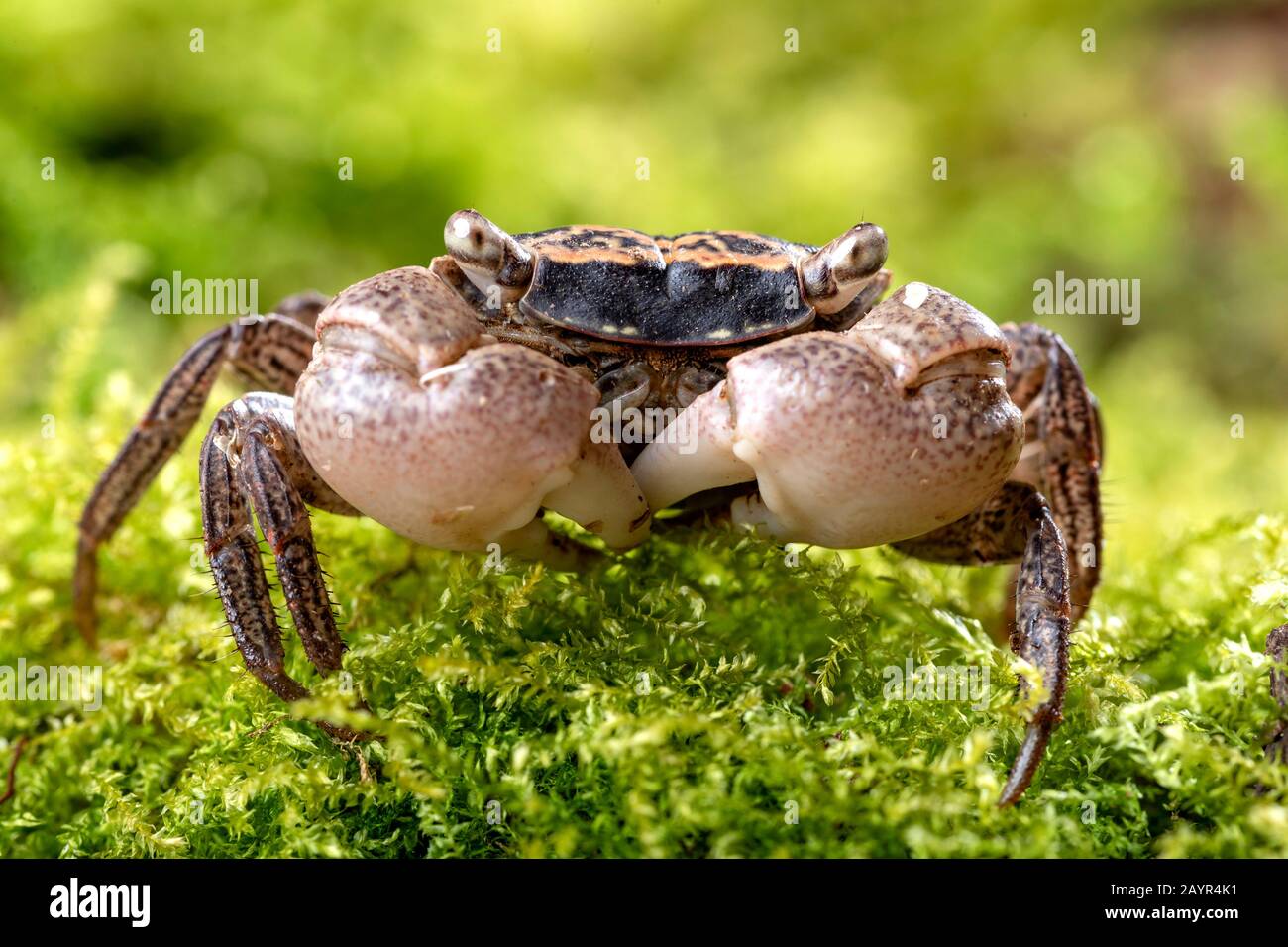 Crabe de marbre (Metasesarma obesum), sur mousse Banque D'Images