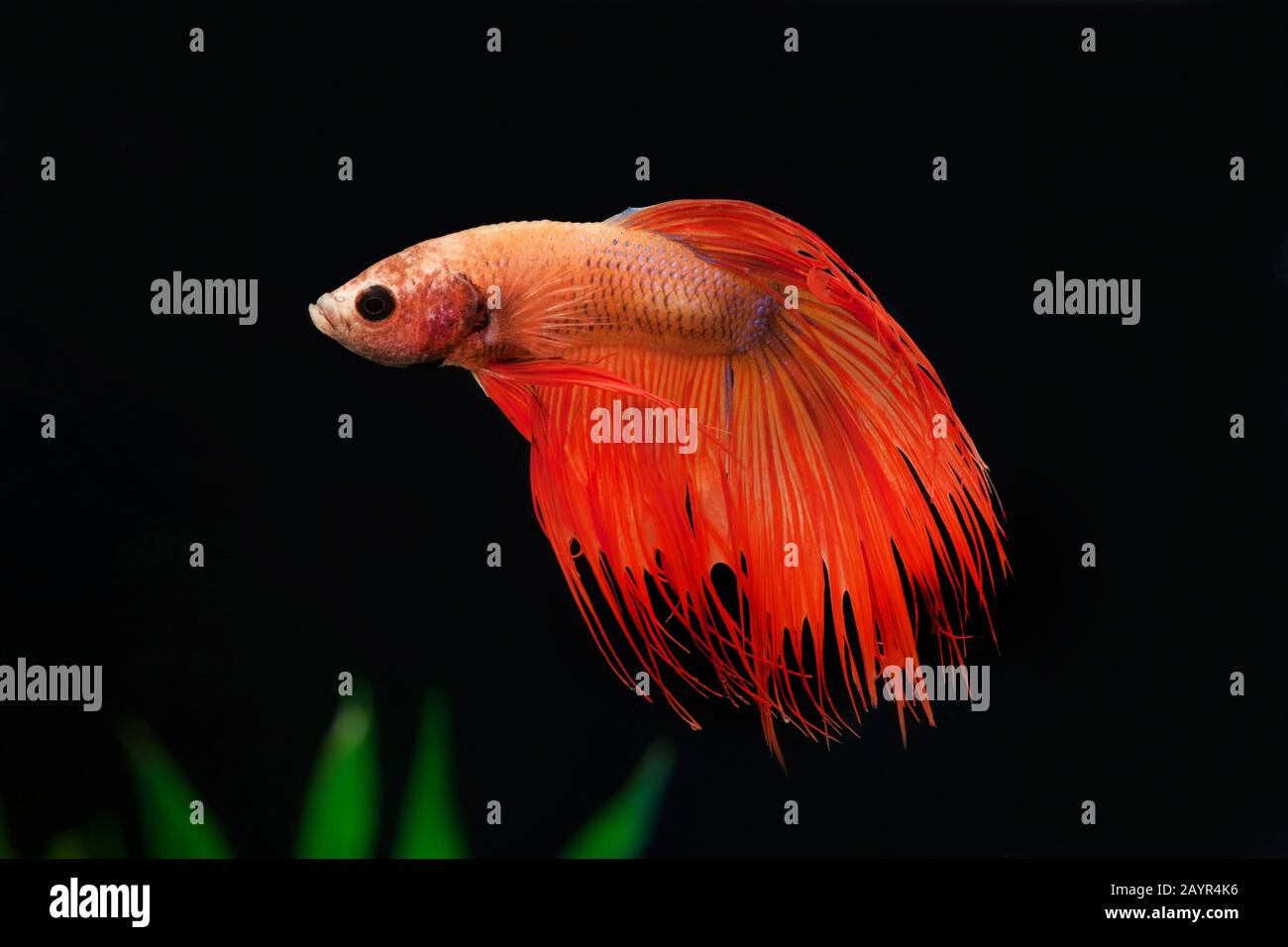 Siamese luttant contre le poisson, Siamese fighter (Betta Splendens Crowntail Red Dragon), Crowntail Red Dragon Banque D'Images