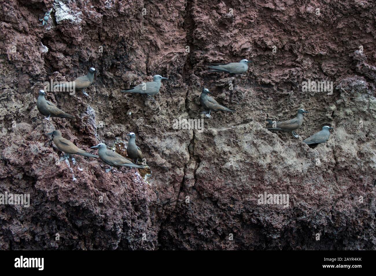 Galapagos Brown Noddy Terns ou commune Noddy Terns (Anous stolidus) sur les roches de lave sur l'île de Rabida (île Jervis) dans les îles Galapagos, Équateur. Banque D'Images
