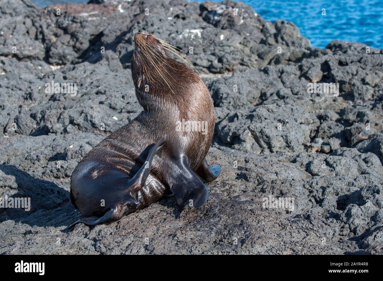 Un phoque à fourrure de Galapagos (Arctocephalus galapagoensis) raye sa fourrure sur des formations de lave le long du rivage près de Puerto Egas, île de Santiago (James I Banque D'Images