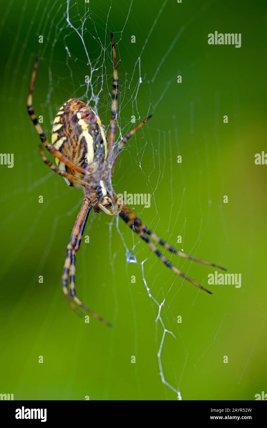 Argiope noir et jaune, araignée de jardin noir et jaune (Argiope bruenichi), femelle avec stabilimentum, Allemagne, Rhénanie-du-Nord-Westphalie Banque D'Images