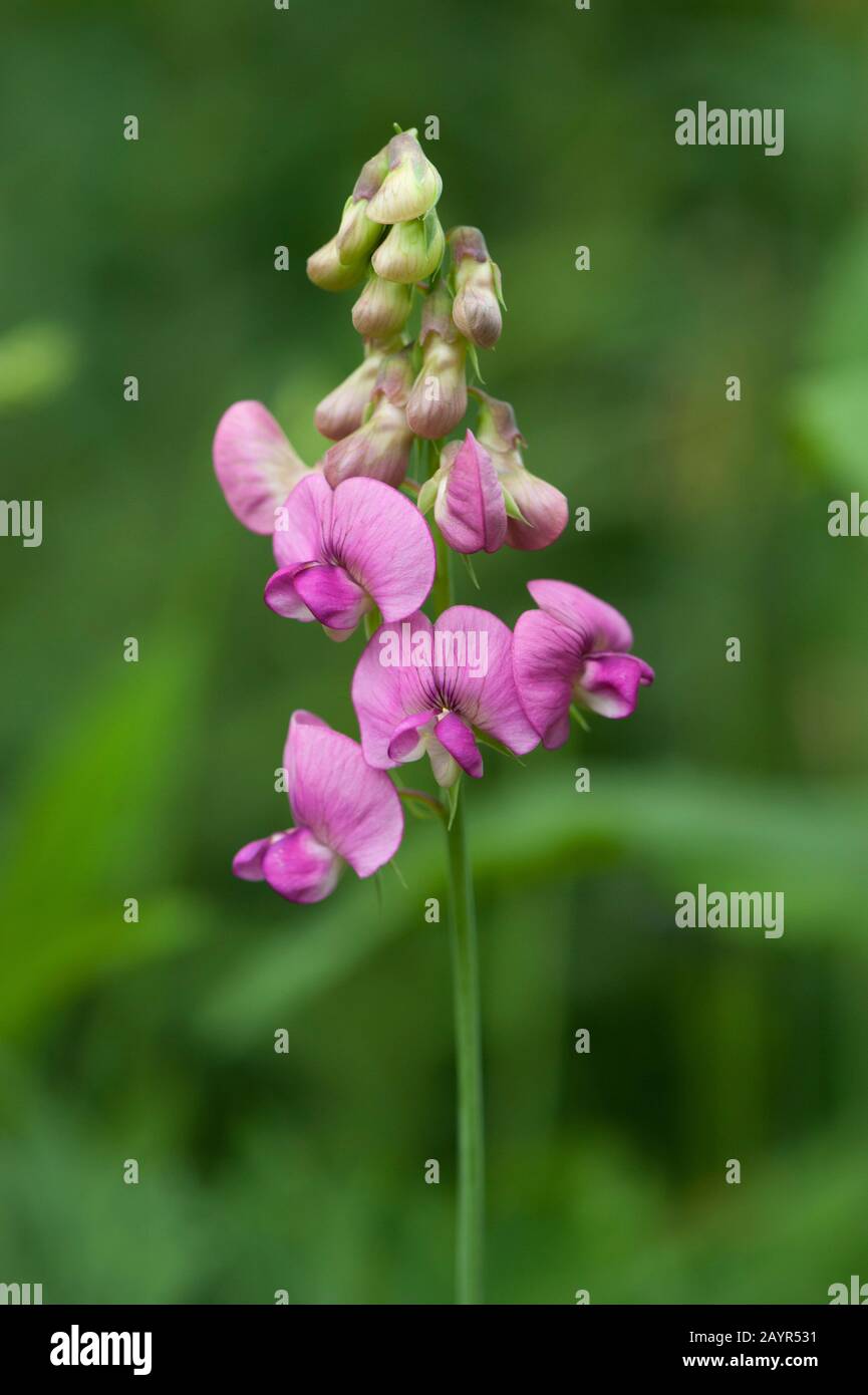 Pois à feuilles variées (Lathyrus heterophyllus), inflorescence, île Norfolk Banque D'Images