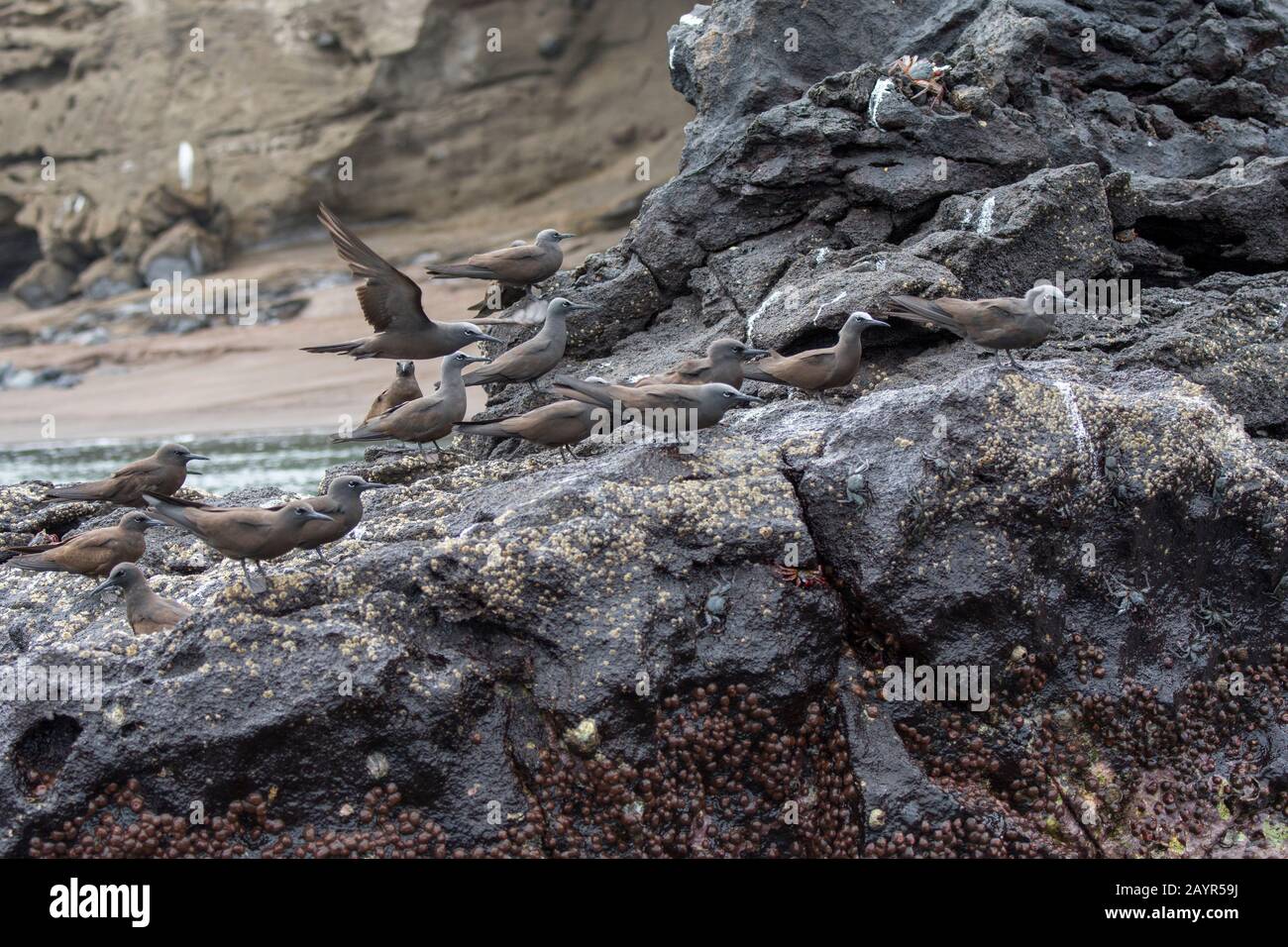 Galapagos Brown Noddy Terns ou Common Noddy Terns (Anous stolidus) assis sur des rochers près de Playa Espusilla, une plage sur l'île de Santiago (île James) dans Banque D'Images