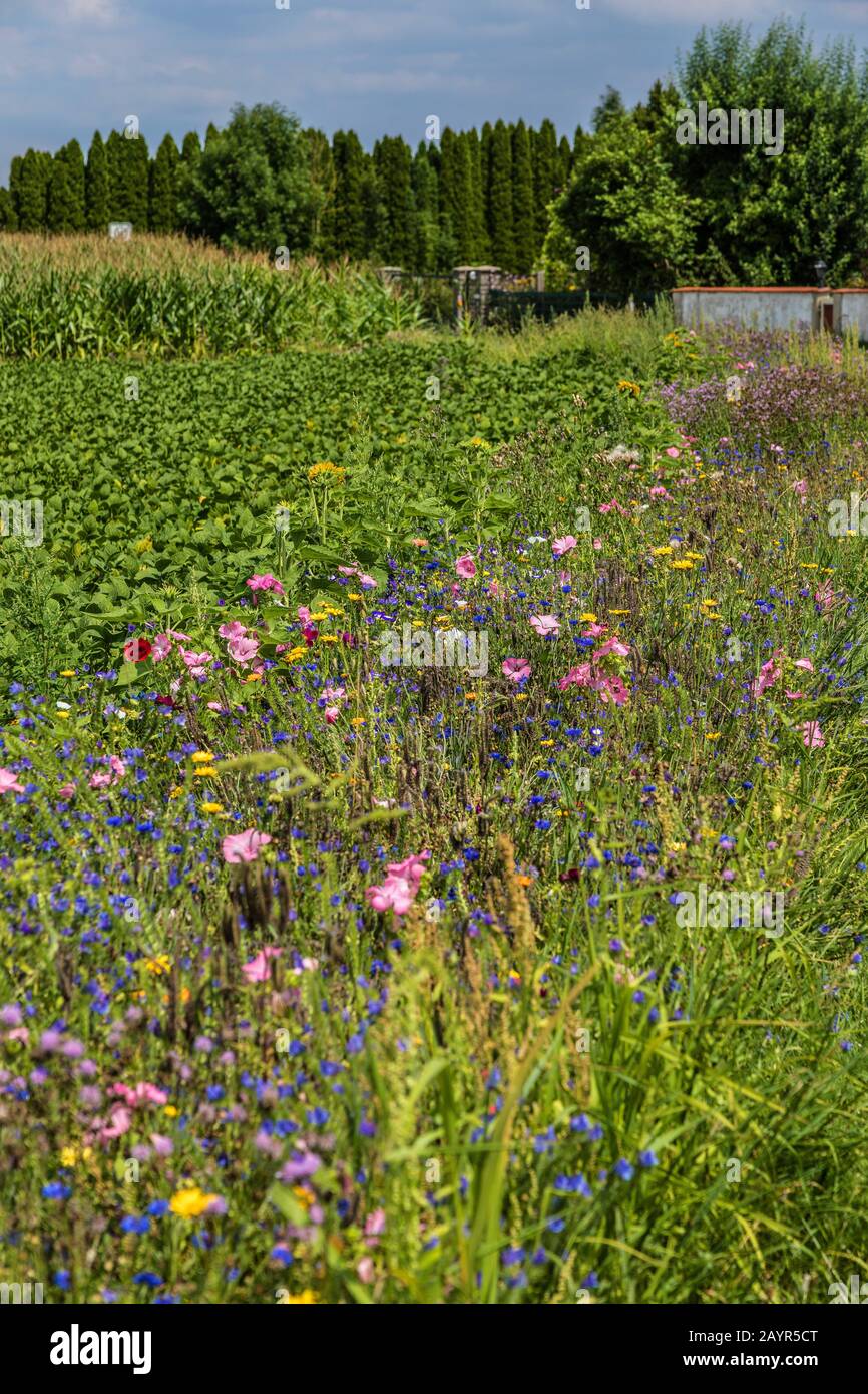 Bordure florissante dans un champ avec des plantes semées, Allemagne Banque D'Images