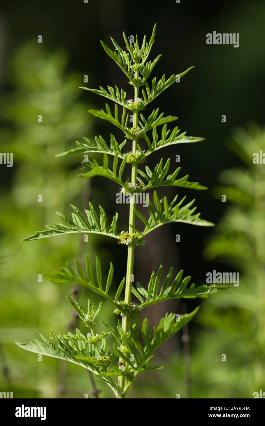 Grand Gypsywort (Lycopus exaltatus), floraison, Allemagne Banque D'Images