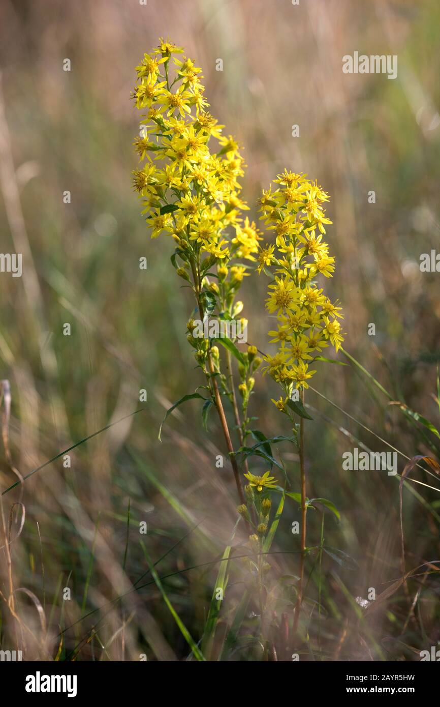 Verge d'or, Solidago virgaurea (golden rod), la floraison, Allemagne Banque D'Images