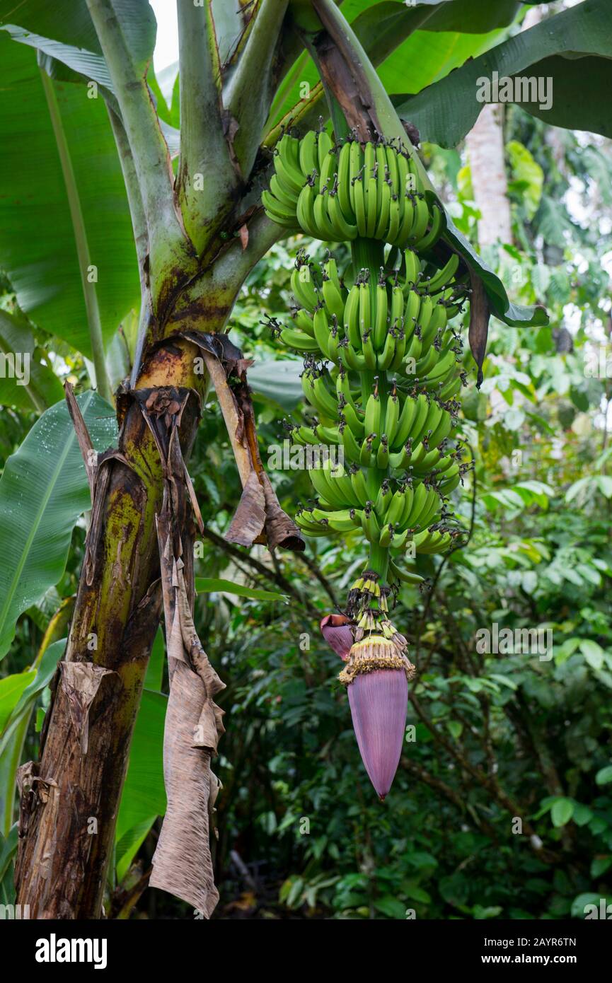 Une plante de banane avec des fruits et des fleurs dans la communauté indigène O El Pilchi près de la Selva Lodge près de Coca, Equateur. Banque D'Images