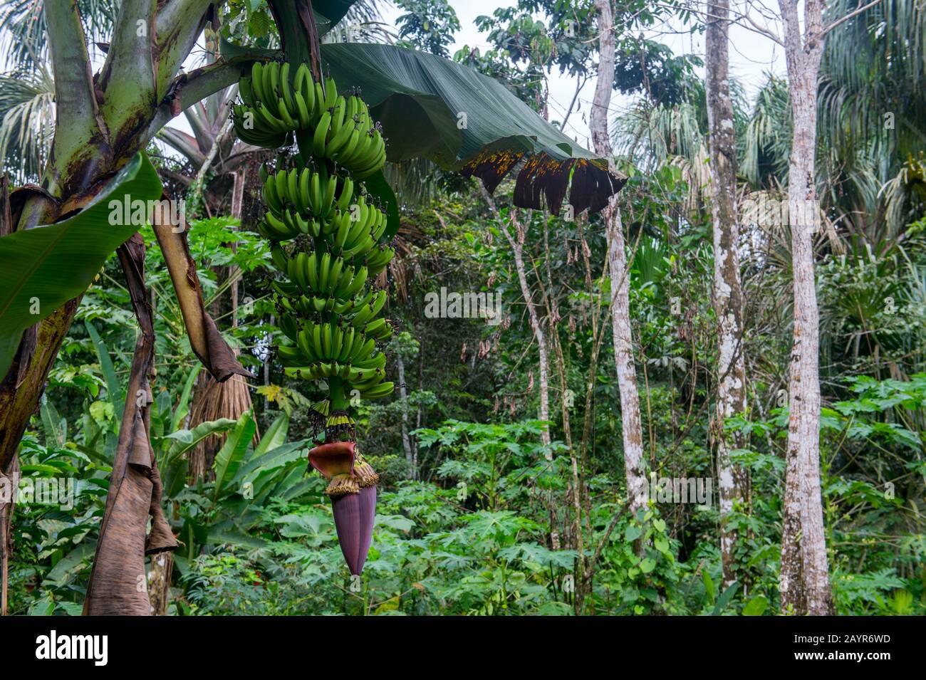 Une plante de banane avec des fruits et des fleurs dans la communauté indigène O El Pilchi près de la Selva Lodge près de Coca, Equateur. Banque D'Images