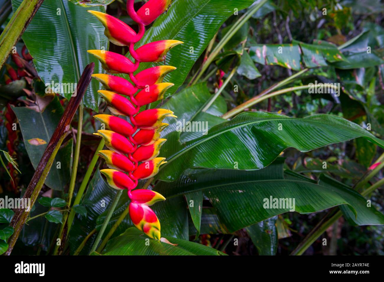 Usine de langoustines (Heliconia rostrata) à la Selva Lodge près de Coca, Équateur. Banque D'Images