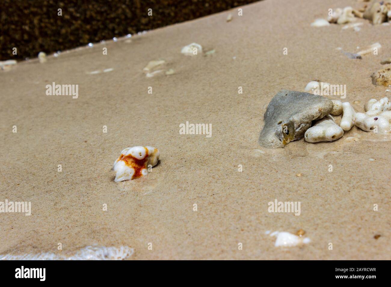 Rochers, coquillages, morceaux de corail et vagues près de Nudey Beach sur l'île Fitzroy dans la mer de corail au large de la côte tropicale du Queensland Australie. Banque D'Images