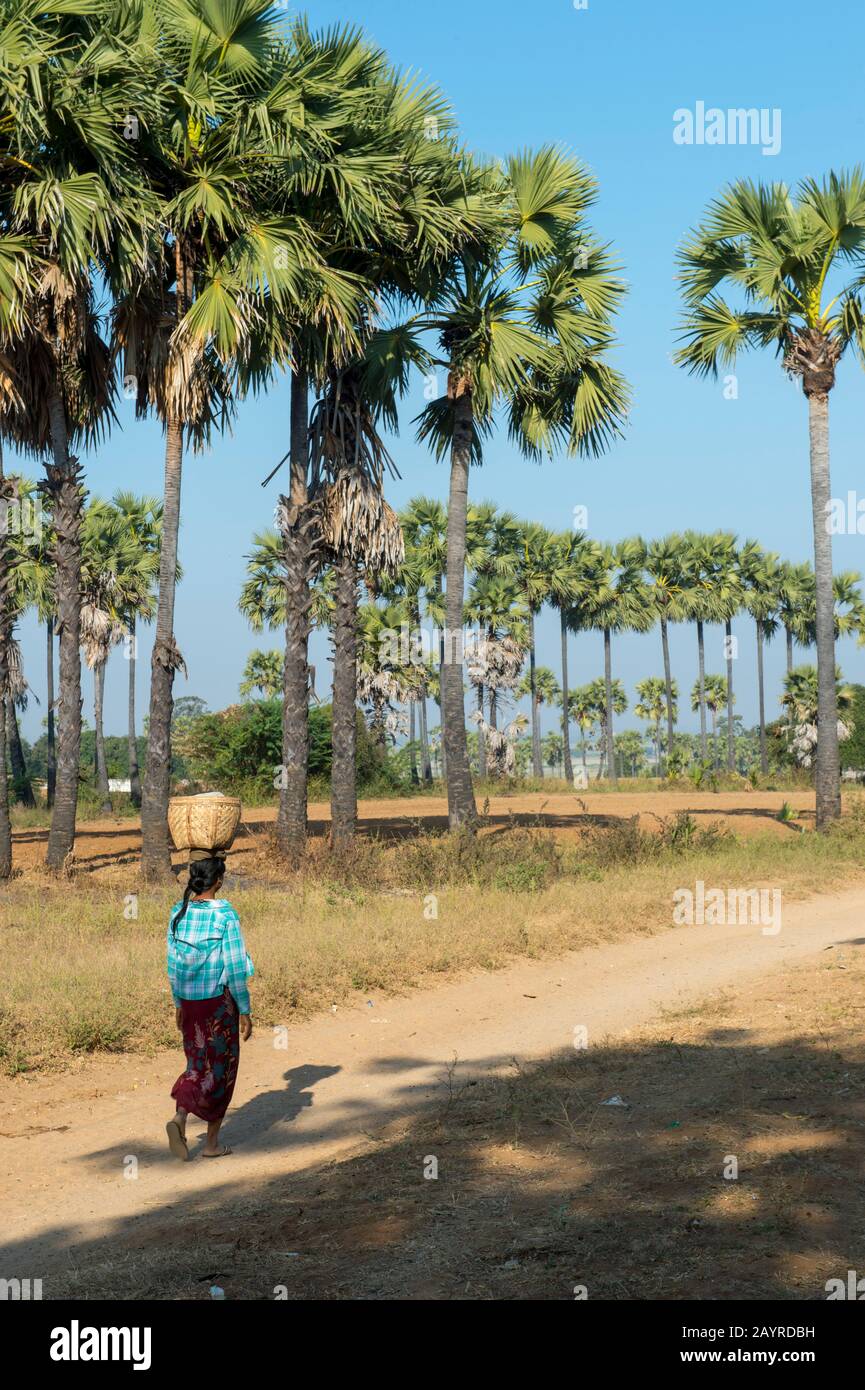 Une femme marche le long de la route de Bagan à Mandalay au Myanmar en équilibrant un panier sur sa tête. Banque D'Images