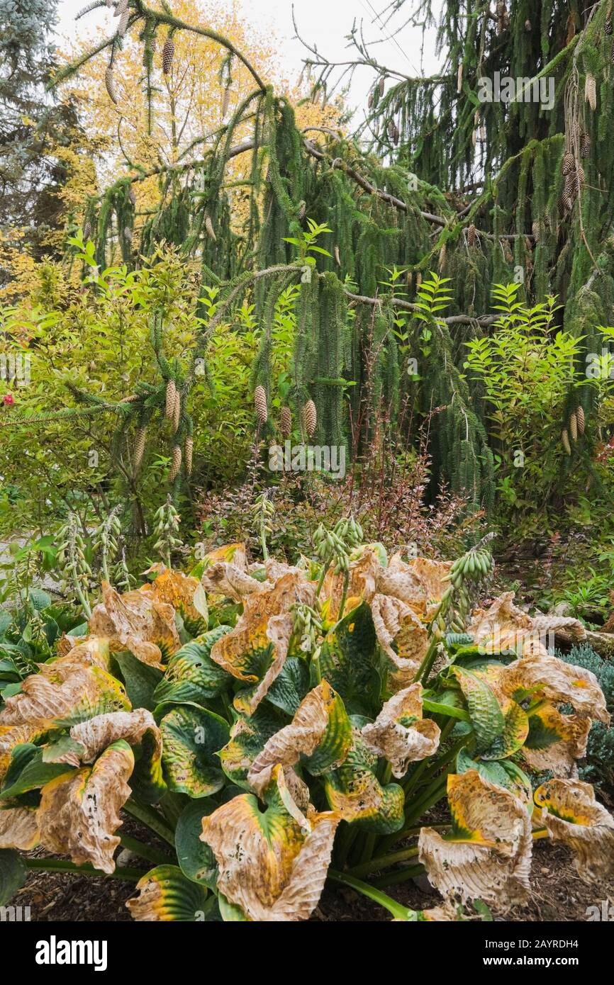 HostA x 'Royal Standard' et un Picea abies 'virgata' - Norvège Spruce dans le jardin de l'arrière-cour en automne Banque D'Images