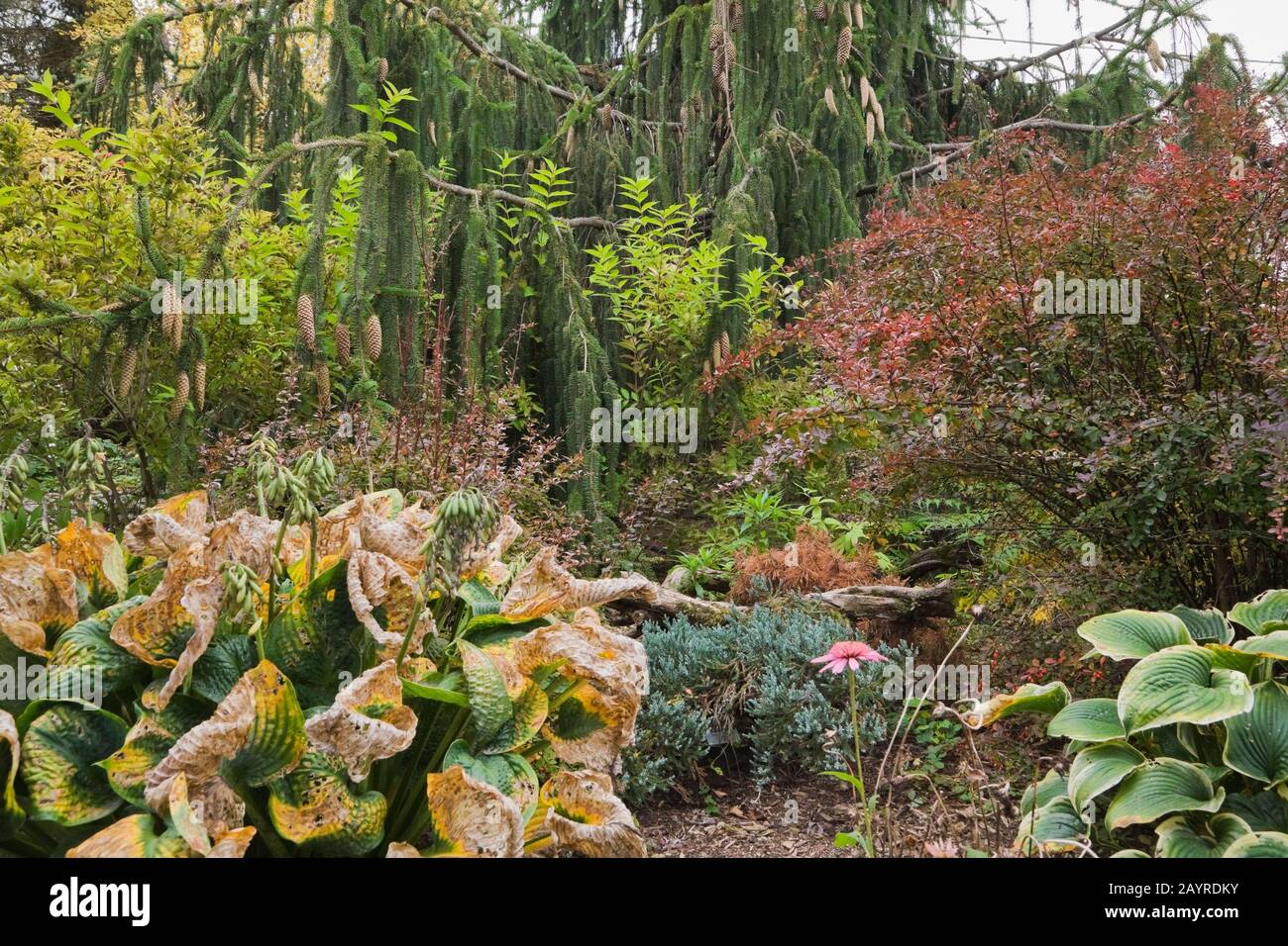 Hosta x 'Royal Standard' sur la gauche et Hosta forthei 'Francee' sur la droite avec un Picea abies 'Virgata' - l'épinette de Norvège, et un Berberis thunbergii. Banque D'Images