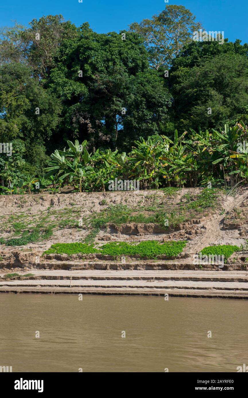 Vue sur une plantation de bananes et les cultures plantées sur la rive du Mékong à la période de bas niveaux près de Luang Prabang dans le centre du Laos Banque D'Images