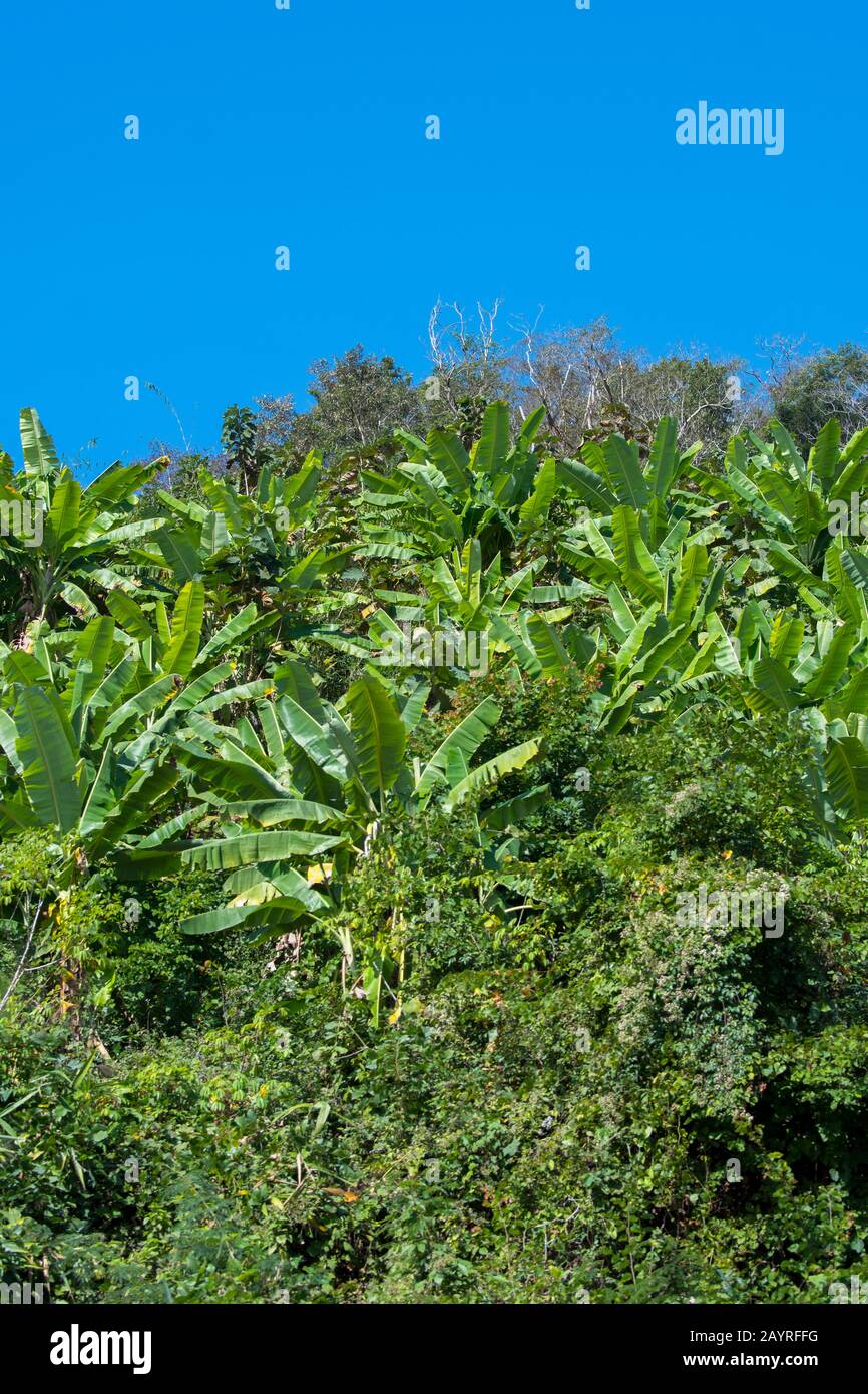 Vue sur une plantation de bananes sur la rive du Mékong près de Luang Prabang au Laos central. Banque D'Images