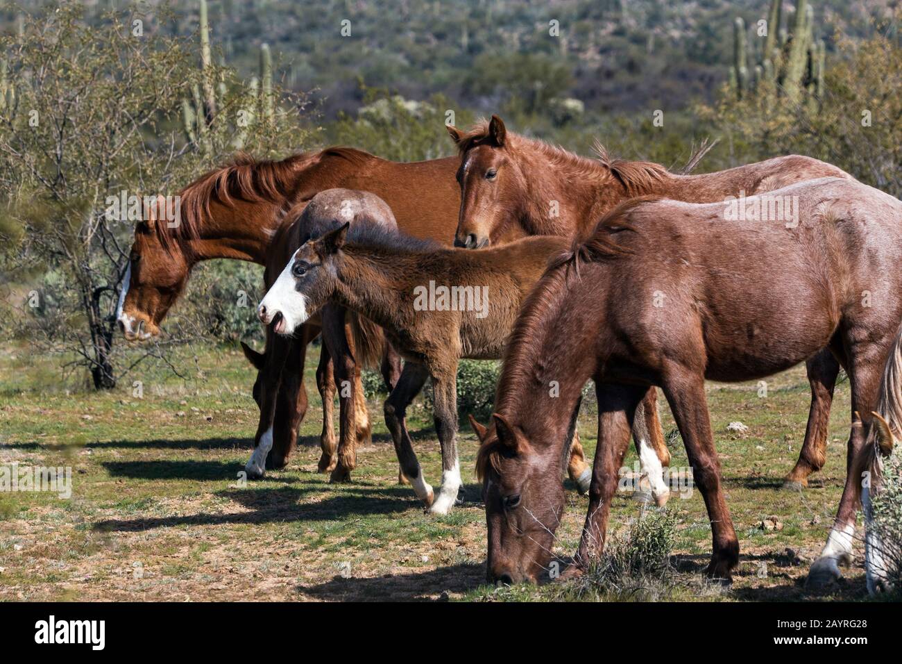 Salt River Wild Horses Dans La Forêt Nationale De Tonto, Près De Phoenix, Arizona. Banque D'Images