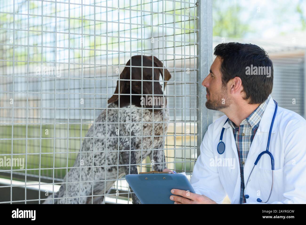 portrait d'un animal soignant et d'un chien Banque D'Images