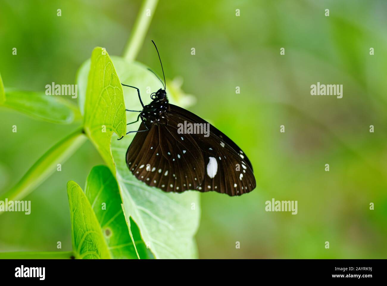Un papillon noir et blanc à Nioué, le papillon du Nid-de-Corbeau commun Banque D'Images