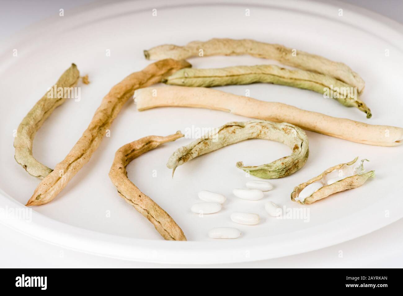 Les dosettes et graines de haricots secs de Soleil sont faites sécher. Pour sauver des graines de haricot, laissez vos haricots mûrir complètement sur la vigne pour devenir de gros haricots durs. Par le Banque D'Images